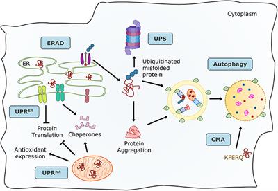 Cellular Protein Quality Control in Diabetic Cardiomyopathy: From Bench to Bedside